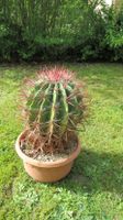 Ferocactus pilosus Kaktus Kakteen Schleswig-Holstein - Lübeck Vorschau