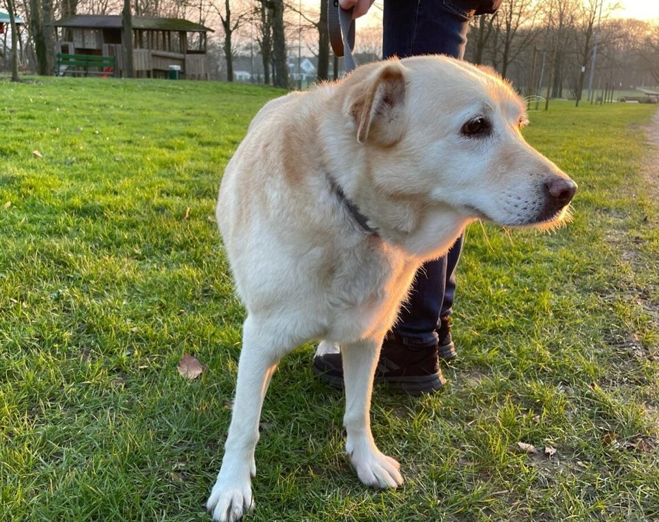 Lydia sucht ihr für immer zu Hause in Bad Laer