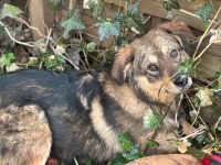 Brownie ein toller Hund sucht liebevolles neues Zuhause Dithmarschen - Pahlen Vorschau