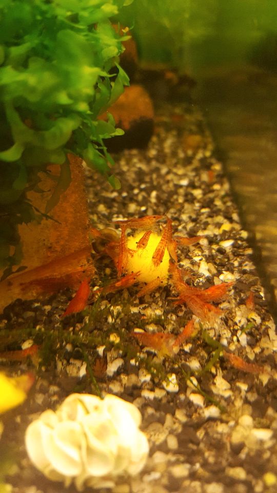 Schöne & gesunde Red Fire Garnelen Rot Neocaridina Aquarium Fisch in Konstanz