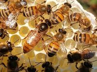 Bienen/Völker mit Königin 2023 Rheinland-Pfalz - Nannhausen Vorschau