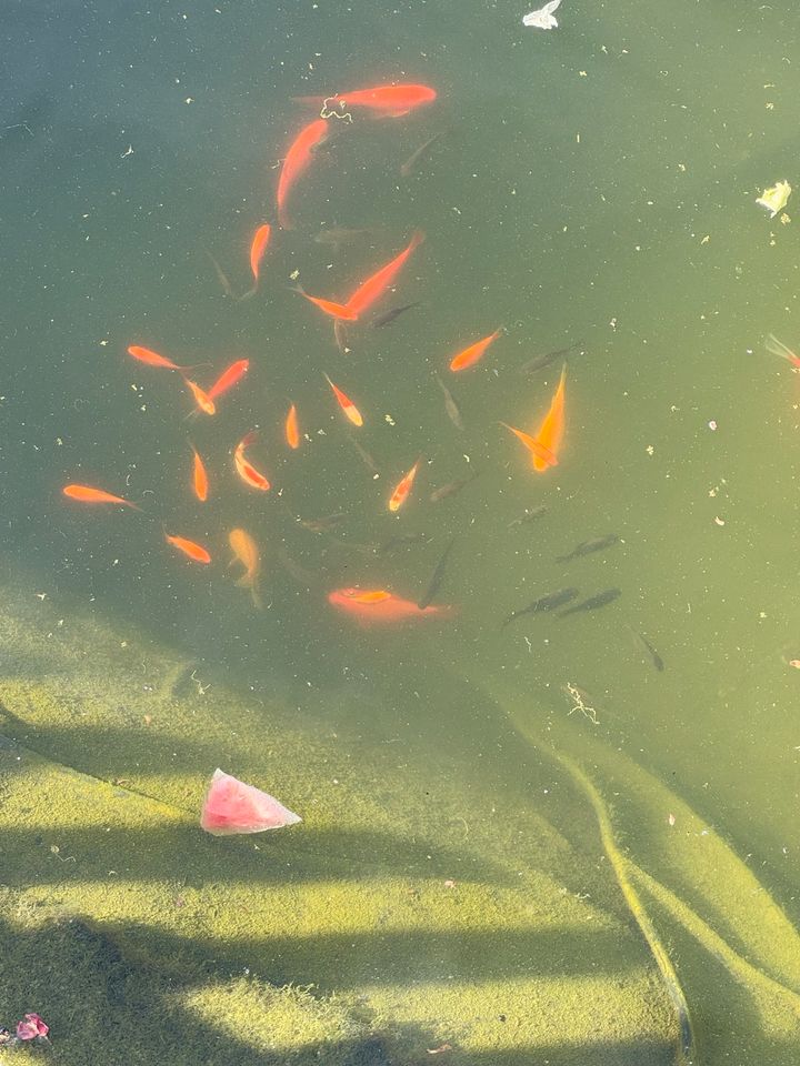 Goldfische in Moritzburg