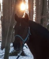 10jähriger Andalusierwallach Bayern - Berg Vorschau