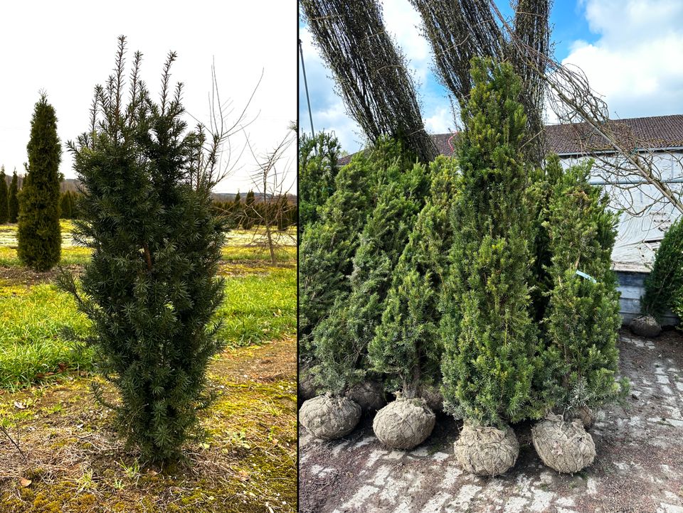 Taxus media 'Hicksii' Eibe (Bechereibe) | Bayernhecke, in Weißenburg in Bayern