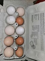 Bruteier Hühner Eier Hennen Hühnerbruteier Mecklenburg-Vorpommern - Mestlin Vorschau