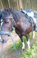 Pony sucht Reitbeteiligung (Pappendorf) Sachsen - Oederan Vorschau