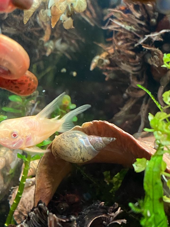 ☘️ Yoda Schnecke Lymnea Stagnalis für’s Aquarium ☘️ in Hagen