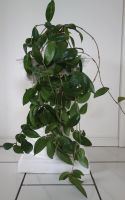 Hoya carnosa/Wachsblume/Porzellanblume, Hängepflanze, L ca. 77 cm Rheinland-Pfalz - Diez Vorschau