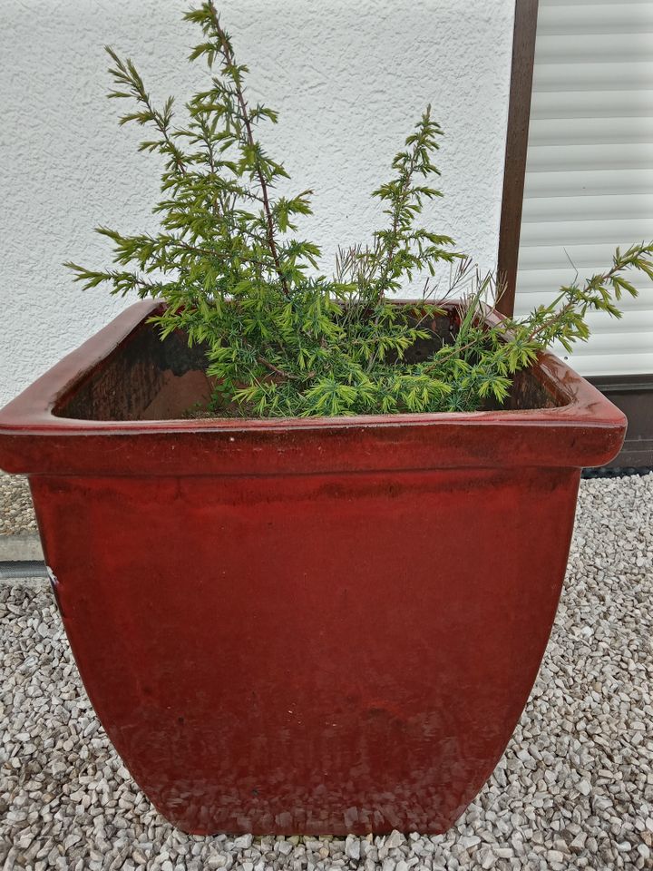 Pflanzenkübel Pflanzentrog Blumentöpfe Garten in Ostrach