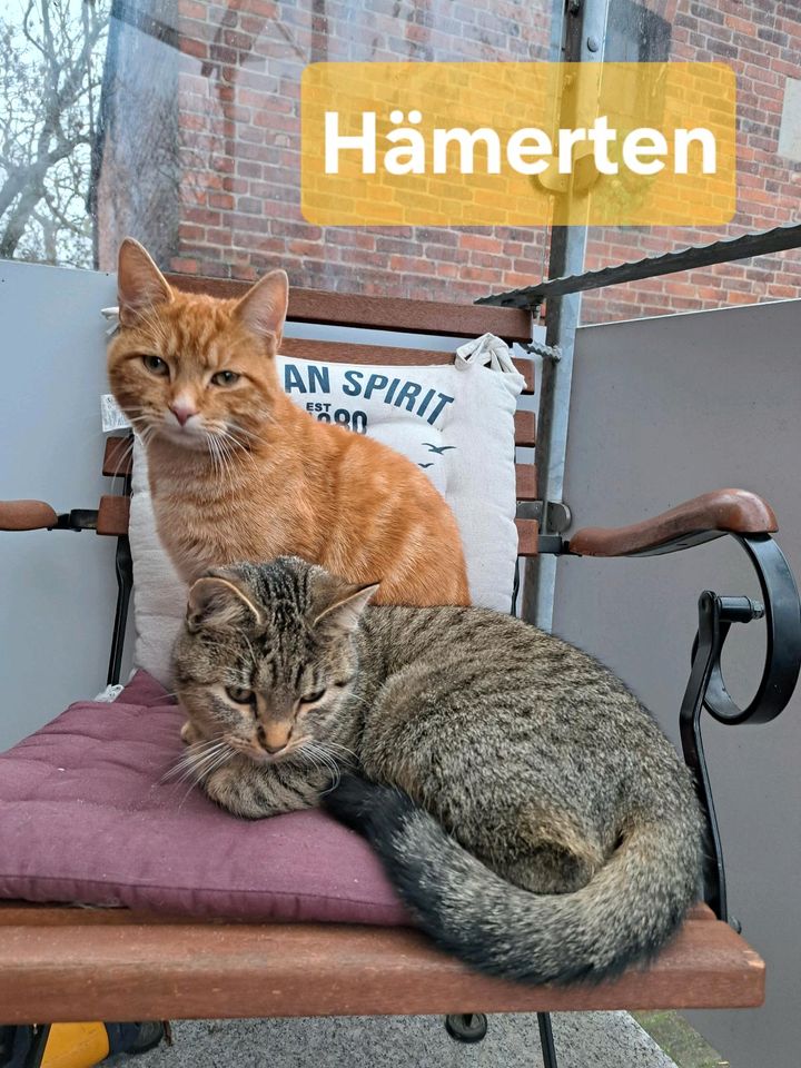 Suchen unseren roten Kater Liam in Tangermünde