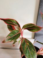 Zimmerpflanze Aglaonema Crete grün rot Sachsen - Oberlungwitz Vorschau