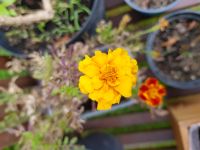 Gewürztagetes 'Orange Gem' - Samen Nordrhein-Westfalen - Troisdorf Vorschau