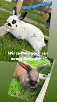 Kaninchen Babys 2 Jungs Niedersachsen - Katlenburg-Lindau Vorschau