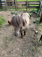 Mini Pony, Shetty, Shetlandpony, Hengst, 2,5 Jahre alt Nordrhein-Westfalen - Marsberg Vorschau