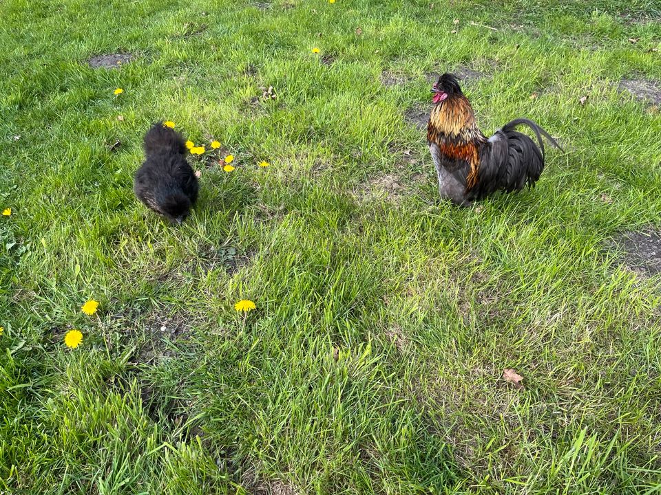 Flauschige Zwergseidenhühner! Zwei Hennen und ein Hahn in Tremsbüttel