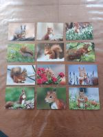 Postkartenset Motiv "Eichhörnchen" Niedersachsen - Buxtehude Vorschau