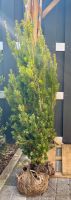 Wunderschöne Eibe Taxus Hillii 1 x Heckenpflanze ~ 135cm Hessen - Groß-Umstadt Vorschau