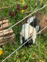 Meerschweinchen Bock Hansestadt Demmin - Dargun Vorschau