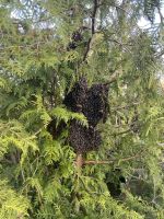 Verkaufe schönen großen Bienenschwarm (Dadant) München - Altstadt-Lehel Vorschau