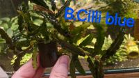 Bucephalandra Cilli blue, Aquariumpflanze Thüringen - Krayenberggemeinde Vorschau