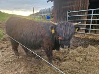 Highland cattle Färse aus März 2023 Hessen - Kirchheim Vorschau