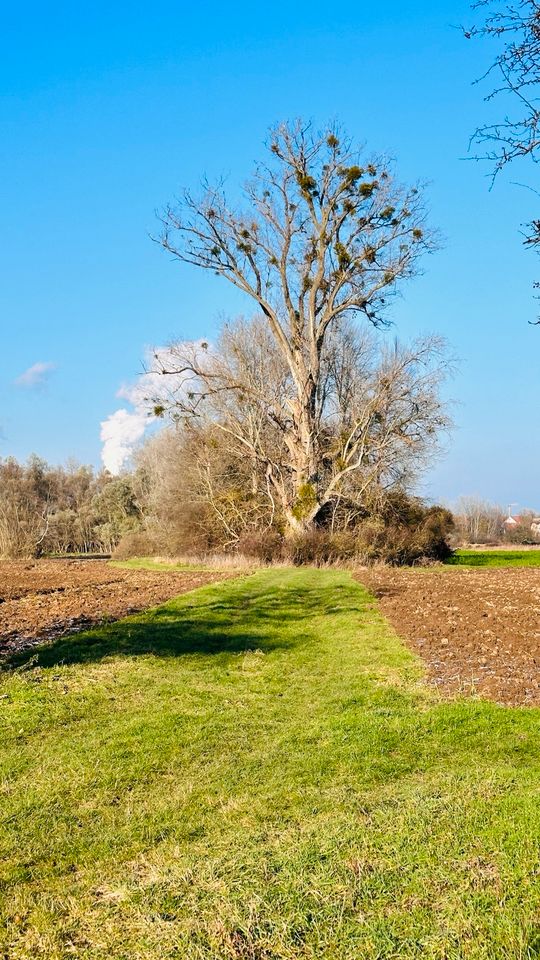 Schrebergarten in 68782 Brühl gesucht ! in Brühl