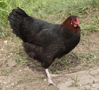 SUCHE: Cream Legbar, Französische Marans & Araucana Hennen Nordrhein-Westfalen - Petershagen Vorschau