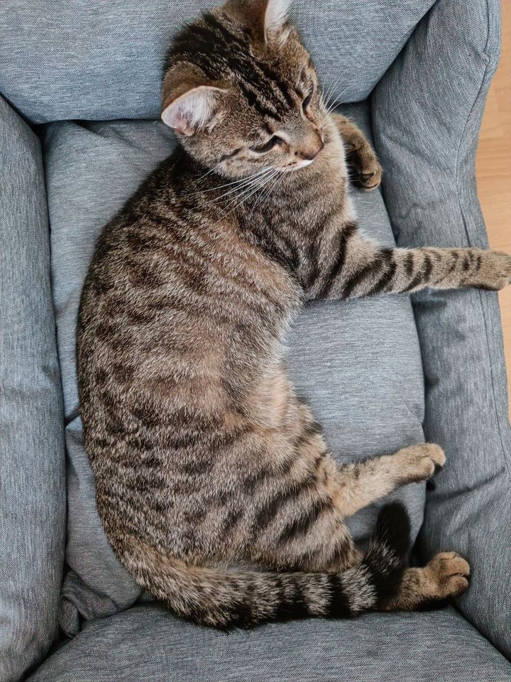 Tigerkatze enlaufen - Finderlohn! in Jestetten