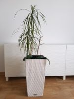 Palme und Orchidee Kombination in stylischen Lechuza Pflanzentopf Wandsbek - Hamburg Tonndorf Vorschau