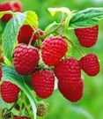 Suche/Biete Grünland zur Pacht oder Kauf für Obststräucheranbau in Bevern