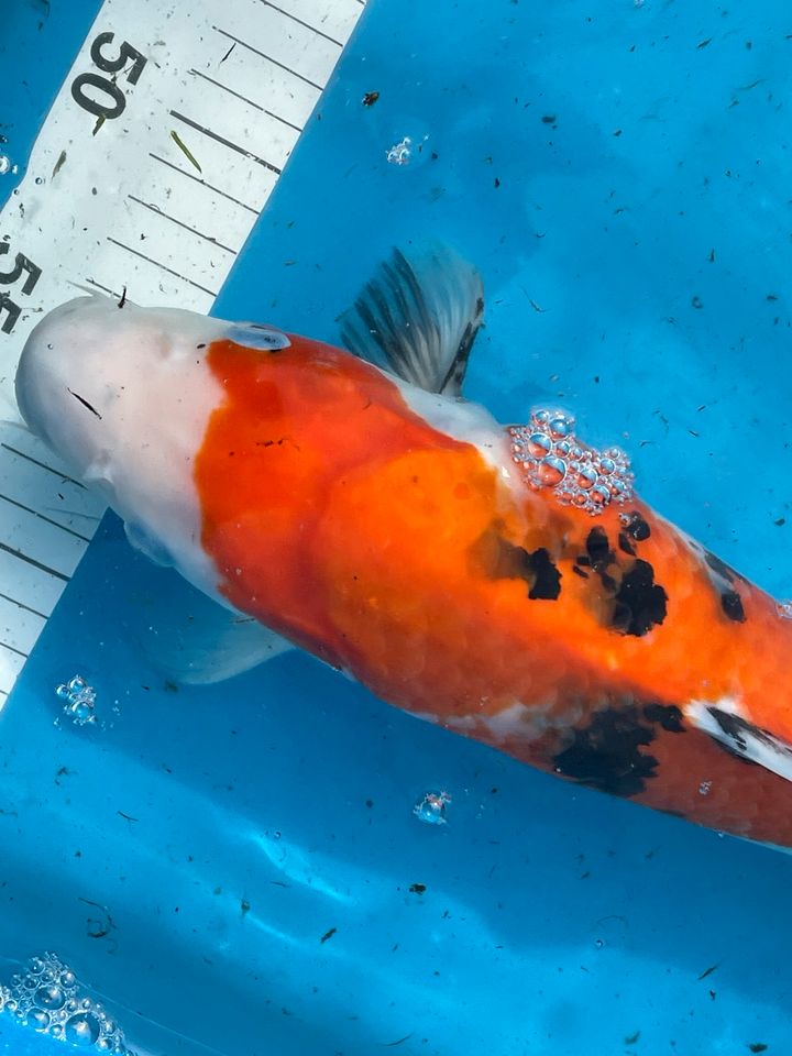 Sanke Showa Original Japan Koi 39 cm Marusei Koikarpfen in Neuenkirchen