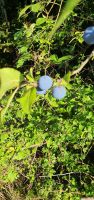 Freizeitgrundstück Garten Ackerland Grundstück Rheinland-Pfalz - Halsenbach Vorschau