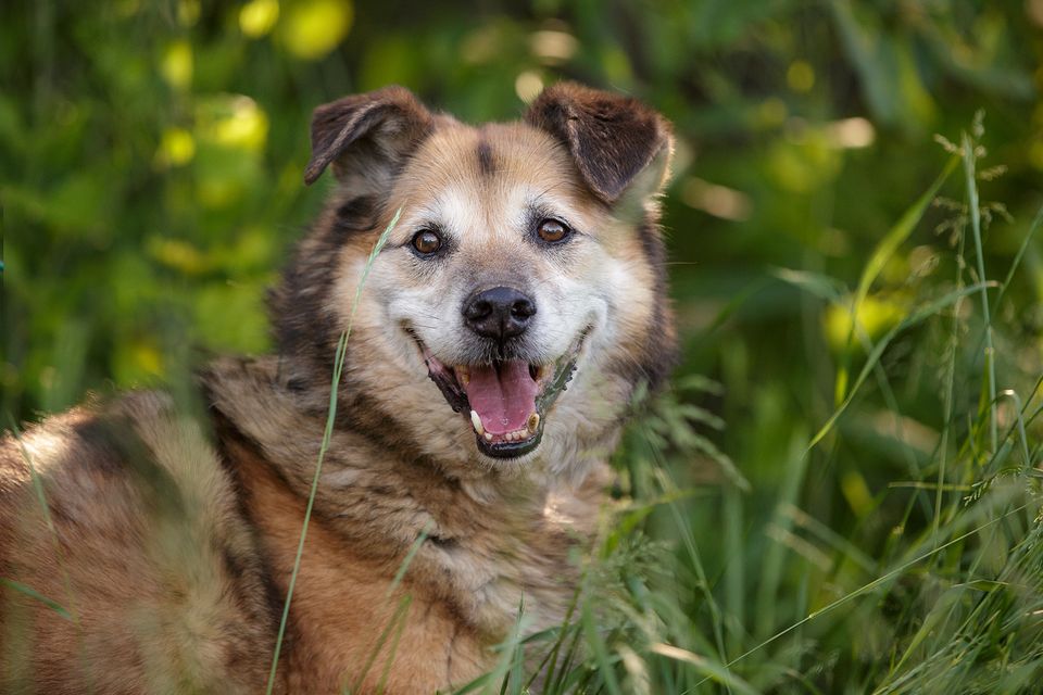 Baikal, ein kluger, gutmütig und ruhiger erwachsener Hundesenior in Burrweiler