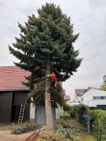 Baumfällung Gefahrbaumfällung Baden-Württemberg - Steinmauern Vorschau