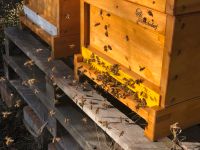 Bienenvölker Zander Bienen Zanderwaben Bienenvolk Thüringen - Schkölen Vorschau