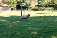 Shropshire Schafe Bocklamm Zuchtbock Nordrhein-Westfalen - Heiden Vorschau