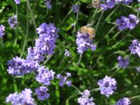 Effektive Mikroorganismen für Garten, Haus und Tiere Thüringen - Gera Vorschau