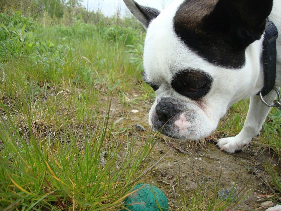 Gassiservice, Einzelrunde für den Hund, Katzenbetreuung in Leipzig