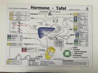 Hormontafel Medizinstudium Ausbildung Hessen - Gießen Vorschau