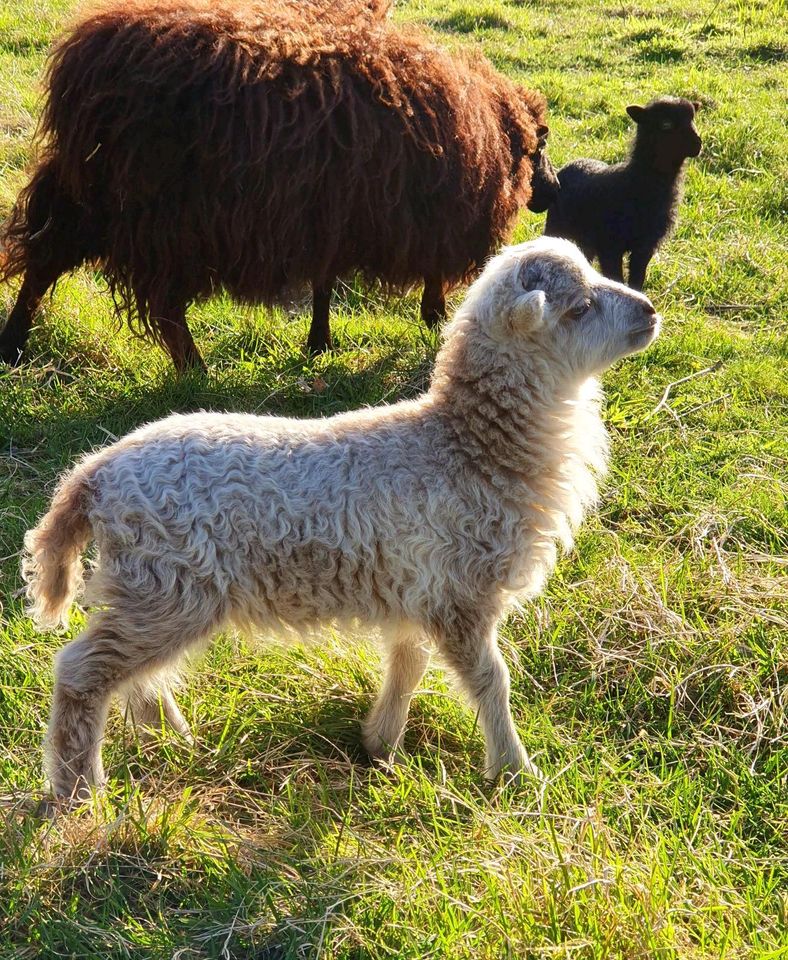 Ouessant Zwergschaf Lämmer Quessant in Rietz-Neuendorf