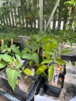Tomaten Pflanzen Über 40 Samenfeste Sorten Kr. Altötting - Unterneukirchen Vorschau