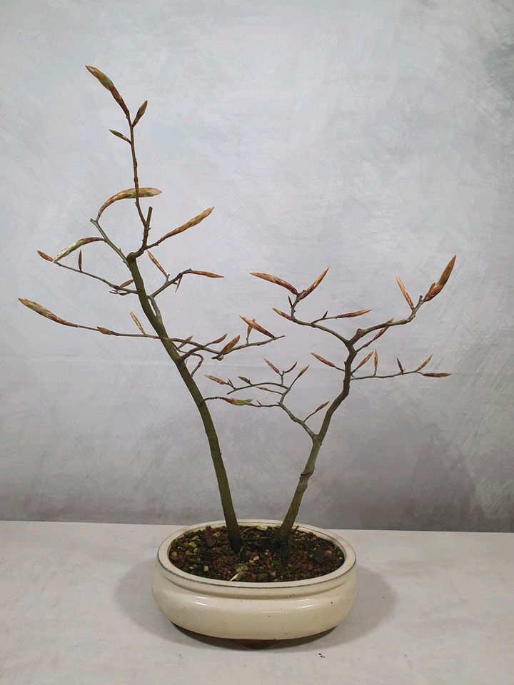 Pre Bonsai Rotbuche Fagus sylvatica bestehend aus 2 Bäumchen in Lünen