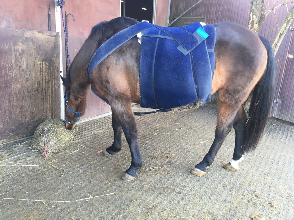 Wewa Animal Care  Bauchbandage plus Größe L in Berlin