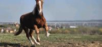 Vlaams Paard Hengst Sachsen-Anhalt - Laucha an der Unstrut Vorschau