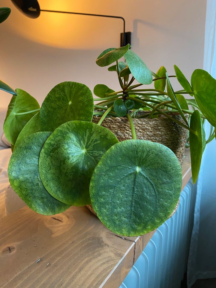 Pilea Peperomoides Mojito Ableger in Farchant