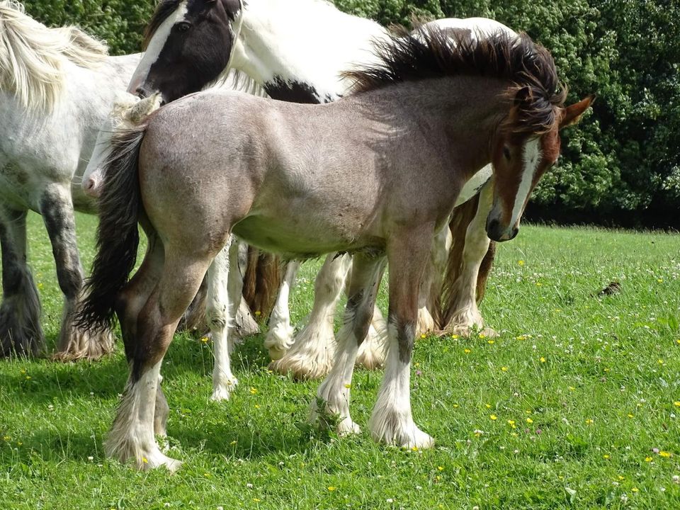 Irish Cob Bay Roan wird groß in Calden