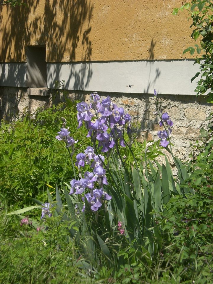 Schwertlilien, hellblau in Weimar