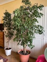 Zimmerpflanze Ficus Benjamini 2,70 m hoch Berlin - Charlottenburg Vorschau