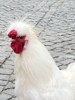 Siamesischer Seidenhuhn Hahn Thüringen - Erfurt Vorschau