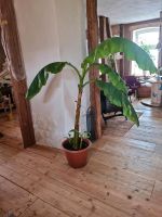 Winterharte Bananenpflanze gesund und munter mit 2 Ablegern Nordrhein-Westfalen - Höxter Vorschau